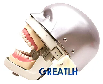 Стоматологический симулятор Манекен Фантомная голова стоматолога практические упражнения Модель Зубов Обучающая модель Стоматолога
